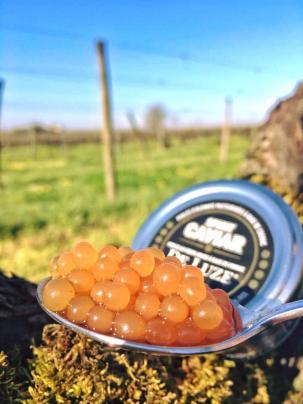 ╰⊱♥⊱╮ღ꧁   Département  17   ꧂ღ╭⊱♥≺