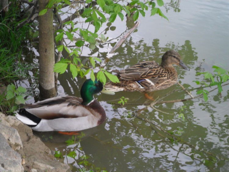 Couple de canards colvert
