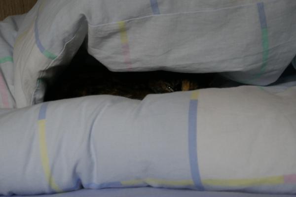 Notre chatte de tempête