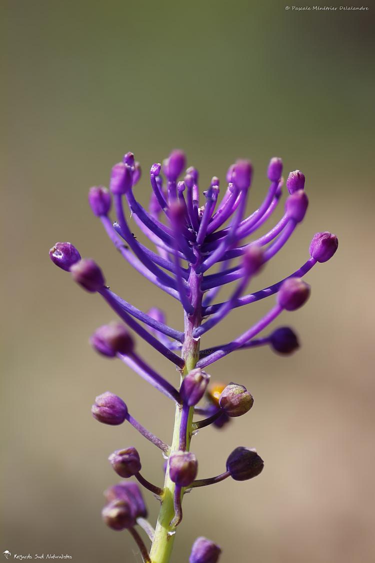 Muscari à toupet -  Muscari comosum Mill.