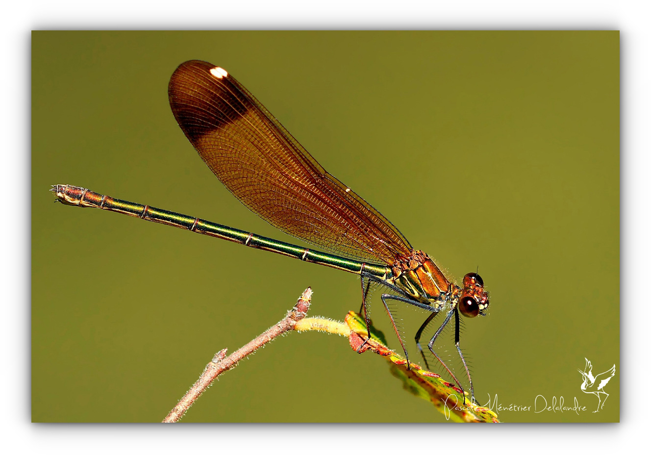 Calopréryx hémorroïdal  ♀ - Caloptéryx haemorrhoidalis