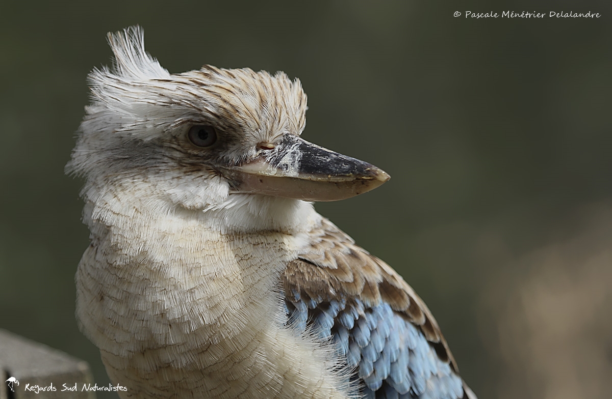 Martin-chasseur à ailes bleues