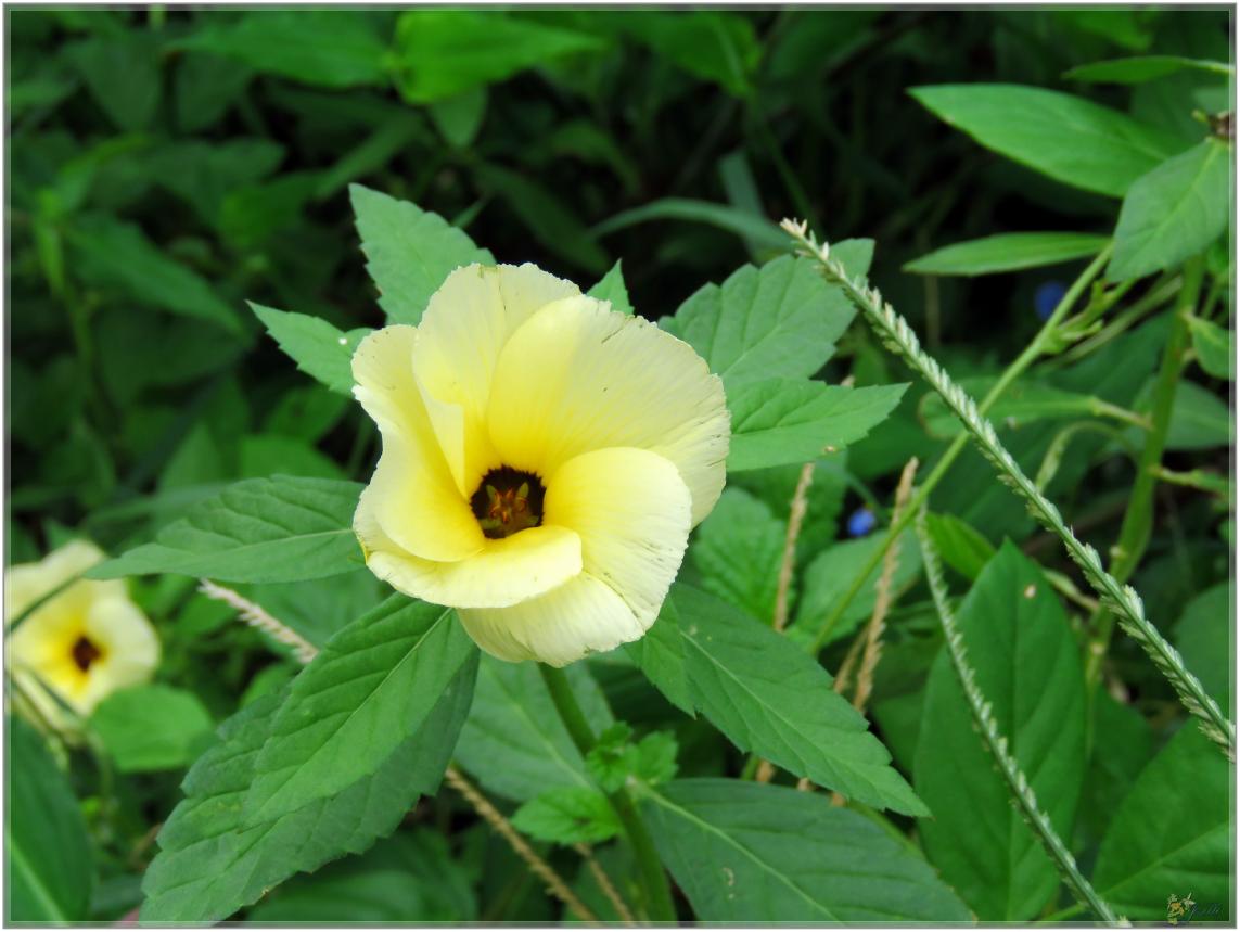 FLEURS  VENUS  D'AILLEURS 