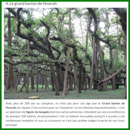 Beaux Arbres / Chemins.