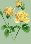 Rose de Novembre
