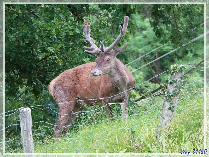 2 Cerfs en photos en période des velours - Lartigau - Milhas - 31