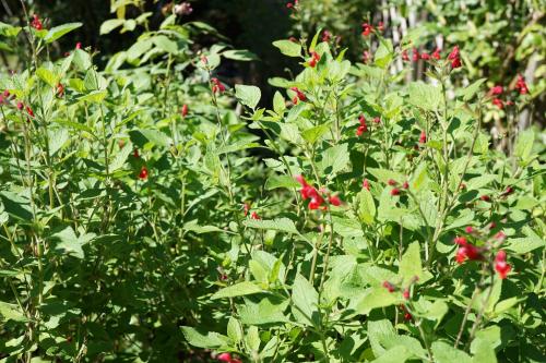 Salvia, sauge