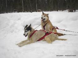 Quelle différence entre Husky et Malamute ?