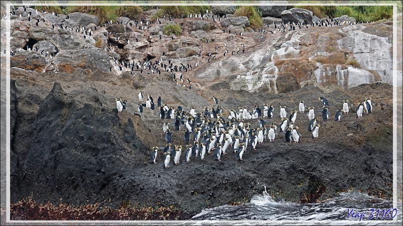 Le High Peak (365 m) surplombant "The Huts" et une colonie de Gorfous de Moseley - Nightingale Island - Tristan da Cunha