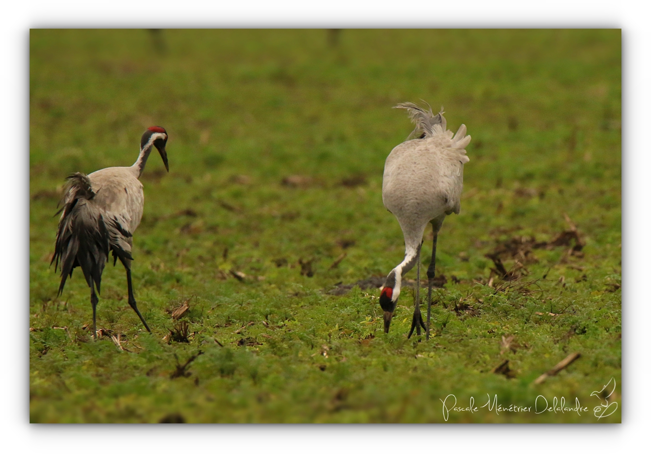 Grues cendrées à Arjuzanx