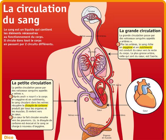 Des fiches documentaires Sciences (Pinterest)