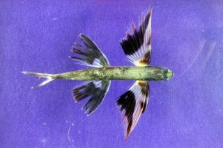 Exposé sur le poisson volant