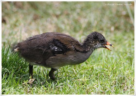 Gallinule poule-d'eau juvénile - Gallinula chloropus - Common Moorhen