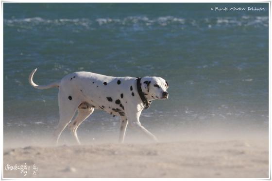 Dalmatien