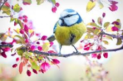 La mésange bleue