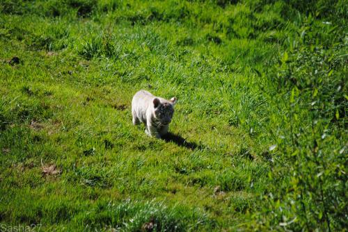 (23) Les bébés tigres blancs du Bengale.