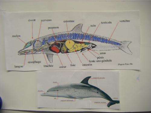 Exposé sur les dauphins