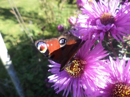 Asters et papillons