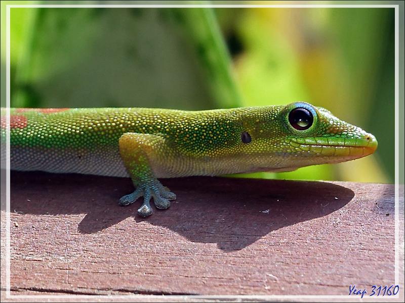 Gecko diurne à poussière d'or (Phelsuma laticauda) - Nosy Be - Madagascar