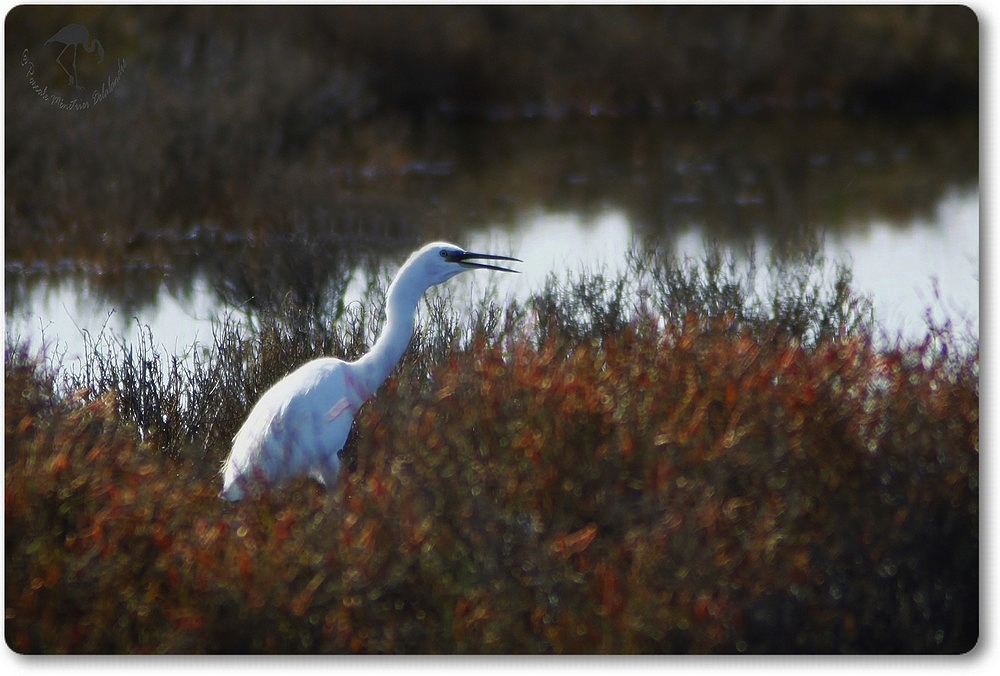 Aigrette Garzette dans la sansouire...