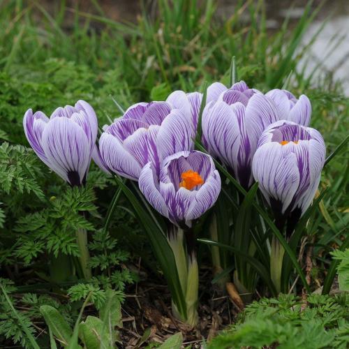 Fleurs cultivées : Crocus