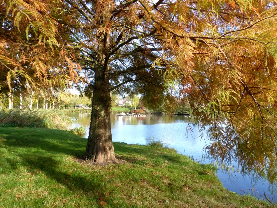 Le parc avant l'hiver