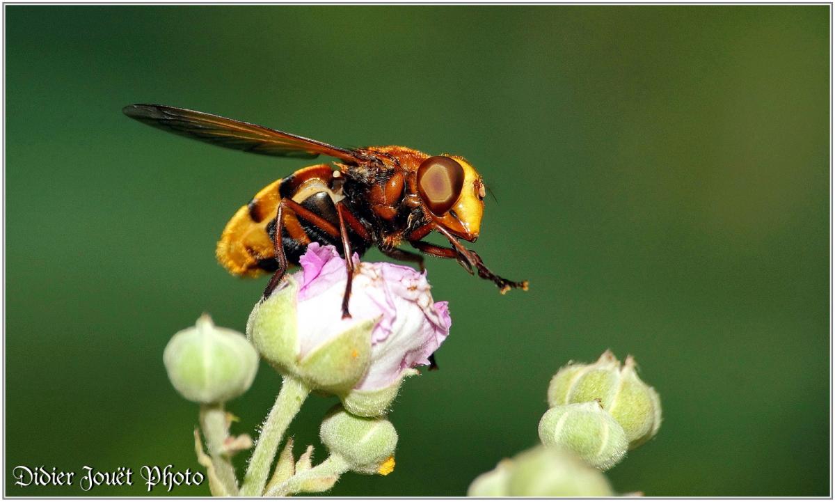Volucelle Zonée (1) - Volucella zonaria
