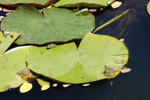 Les jardins d'eau de Carsac-Aillac : la faune...