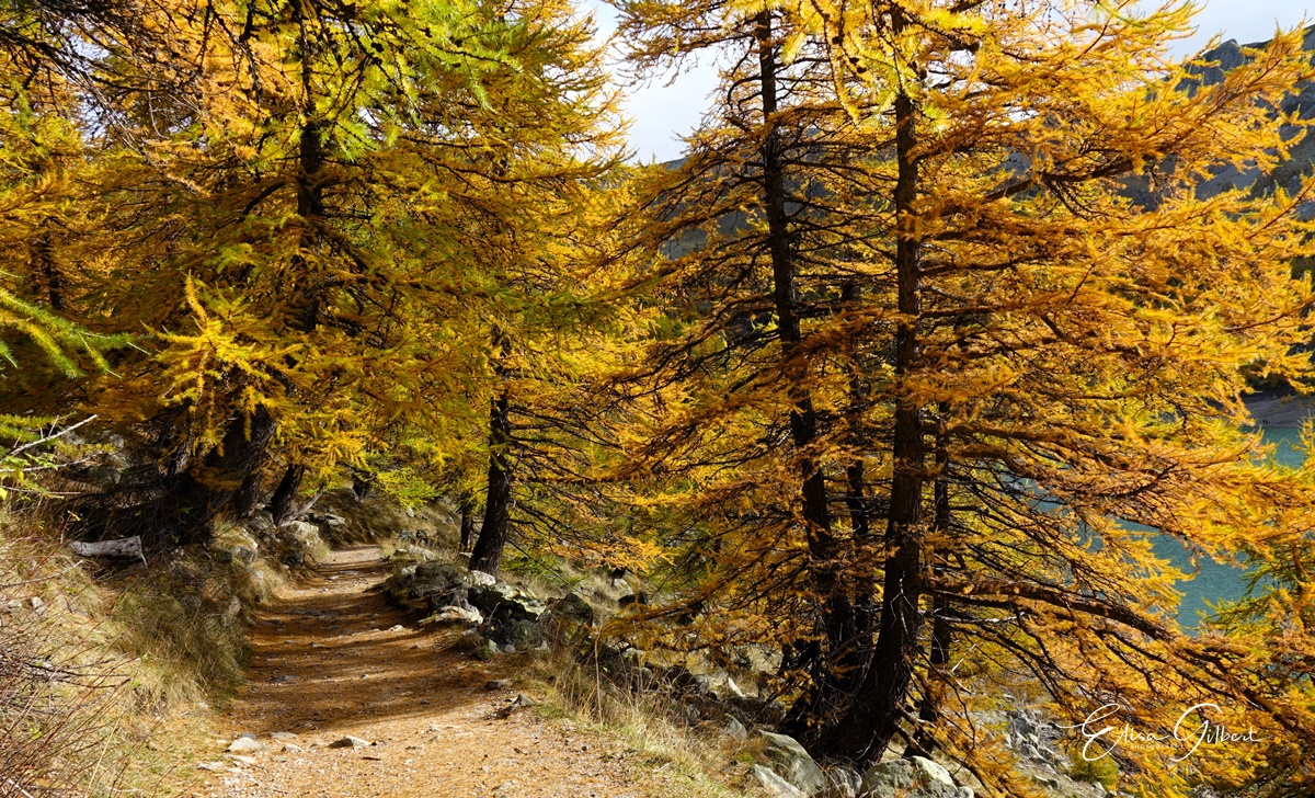 Féerie d'Automne