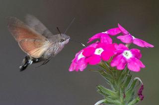 http://lancien.cowblog.fr/images/Animaux6/sphynxcolibri1-copie-1.jpg