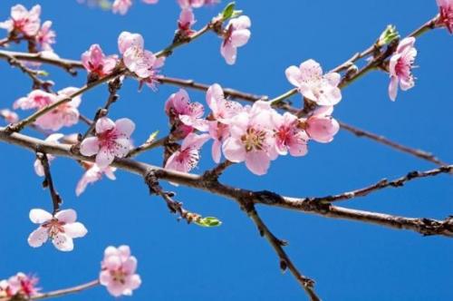 Arbre fruitier : Cerisier