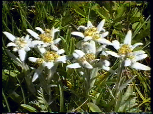 Les fleurs communiquent