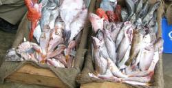 Tamda Ouguemoune: la mer, le soleil et... du poisson