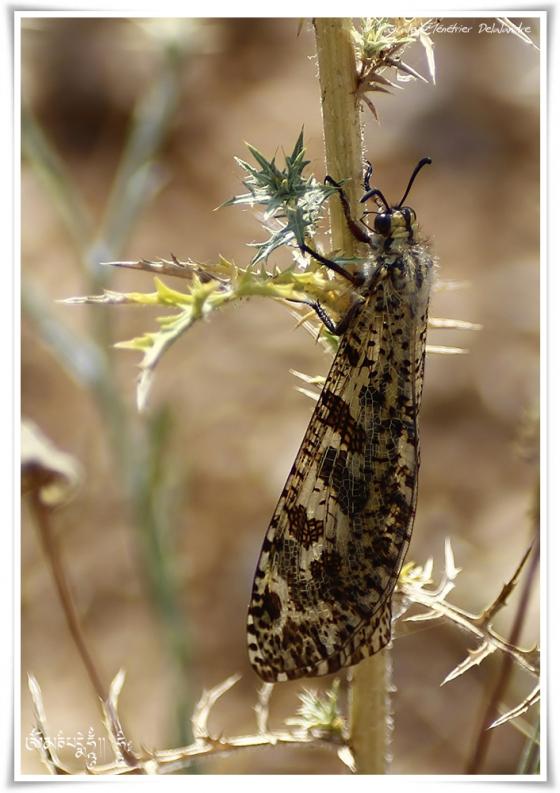 Palpares libelluloides ♀ - fourmilion géant