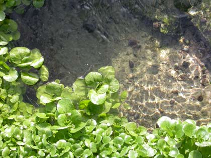 Vertus médicinales des plantes sauvages : Cresson officinal