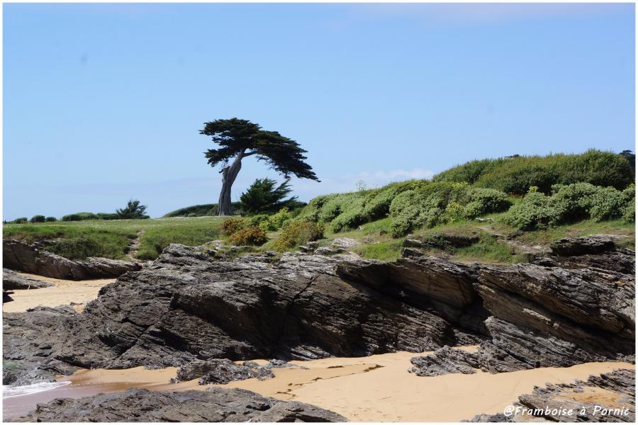Littoral pornicais au Portmain 