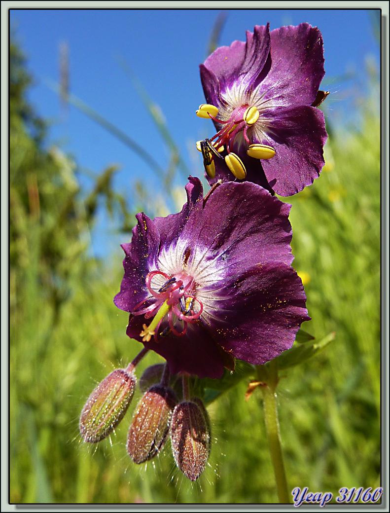 Géranium livide (Geranium phaeum) - Lartigau - Milhas - 31