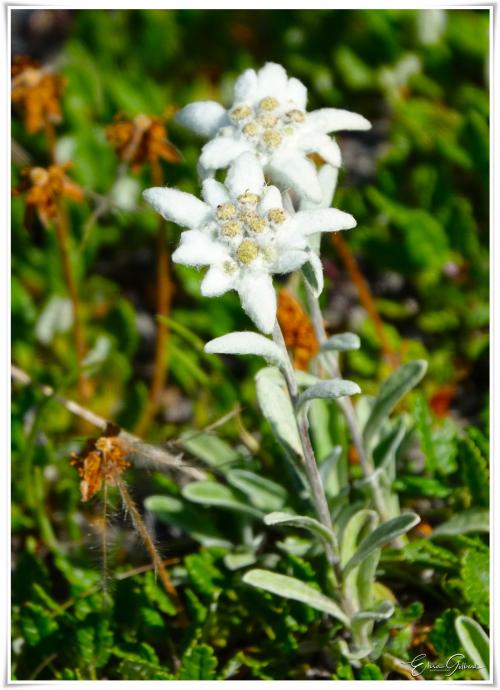 A la rencontre de l'Edelweiss