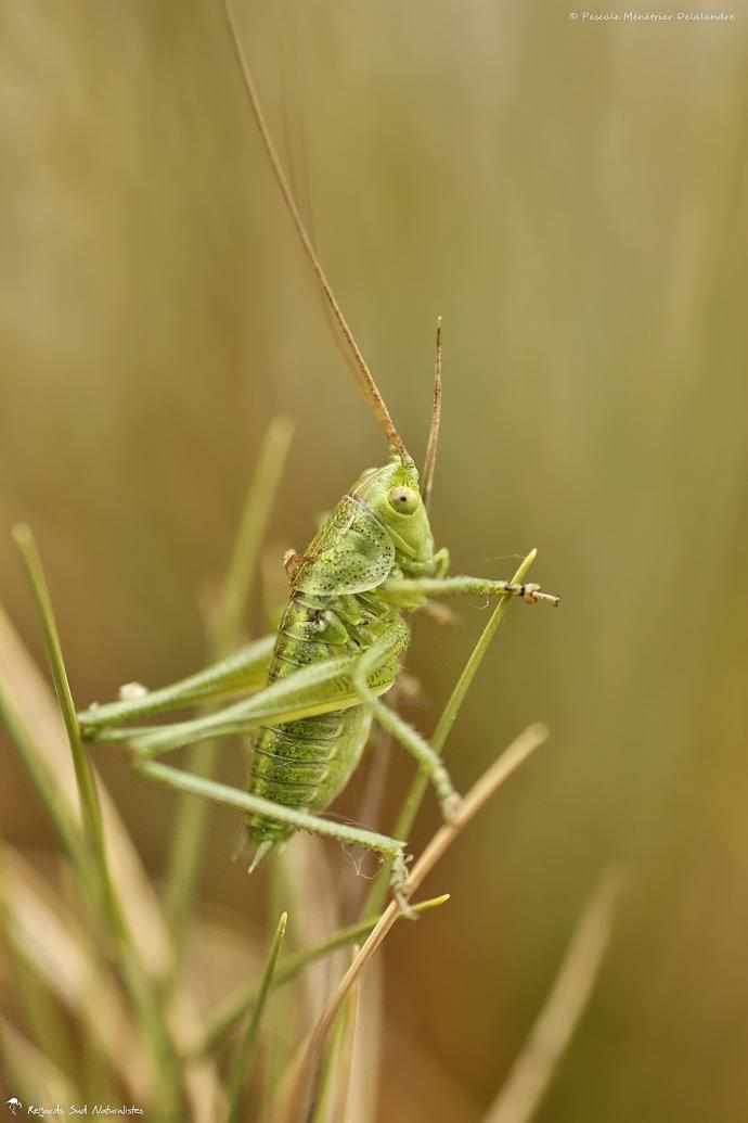 Sauterelle ♂ de la famille des Tettigoniidae