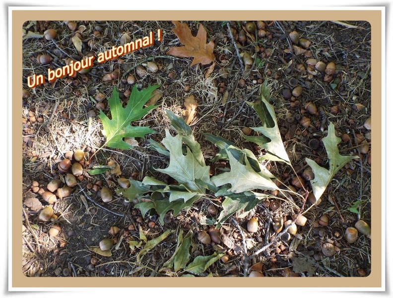    PETIT-JEAN ET LE MALIN CHÊNE