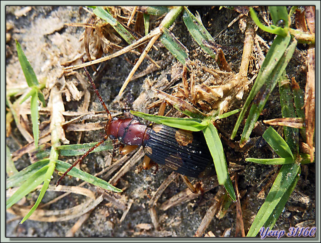Blog de images-du-pays-des-ours : Images du Pays des Ours (et d'ailleurs ...), Dressage de longicorne - Parc National de Chitwan - Teraï - Népal