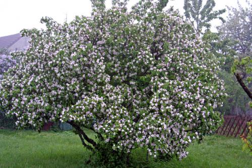 Arbre fruitier : Cognassier