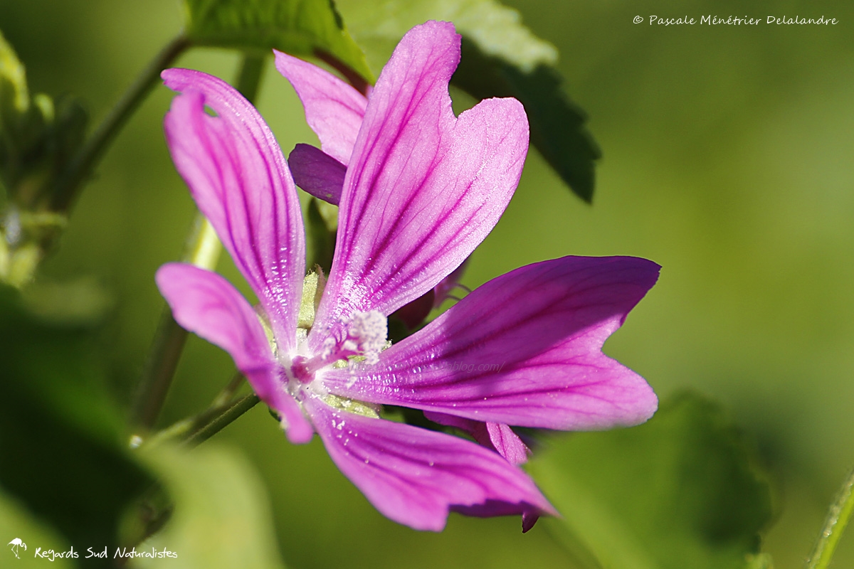 Grande Mauve - Malva sylvestris