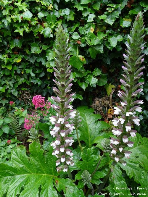 Fleurs du jardin - 2016 -