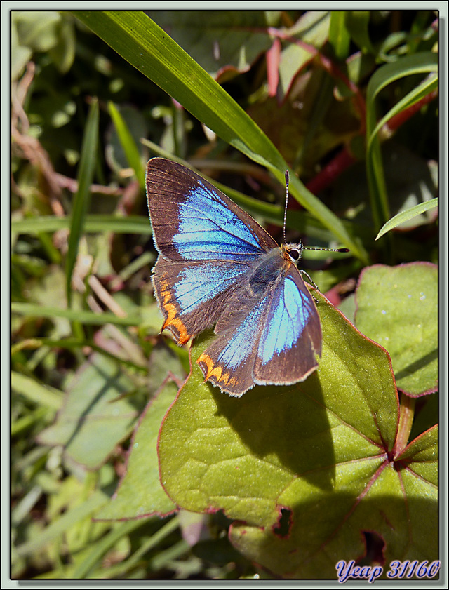 Blog de images-du-pays-des-ours : Images du Pays des Ours (et d'ailleurs ...), Papillon "Green Sapphire butterfly" mâle (Heliophorus androcles) - Trongsa - Bhoutan