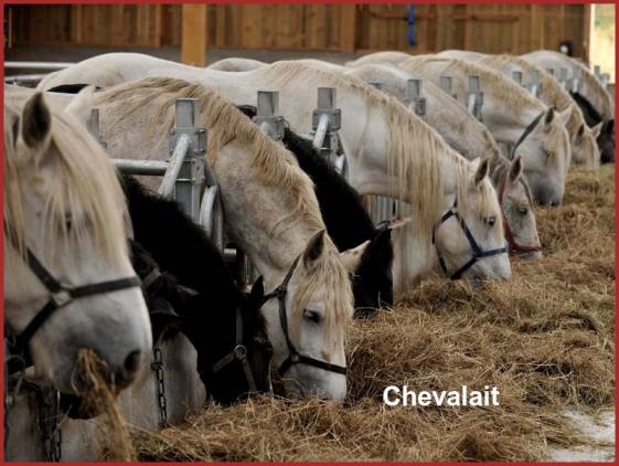 ღ꧁ღ╭⊱ꕥ   61 L'Orne  ꕥ⊱╮ღ꧂ღ