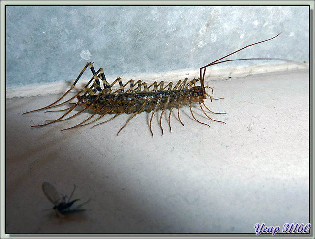 Blog de images-du-pays-des-ours : Images du Pays des Ours (et d'ailleurs ...), Un compagnon de chambrée: mille-pattes à 28 pattes: Scutigera coleoptrata - Paro - Bhoutan