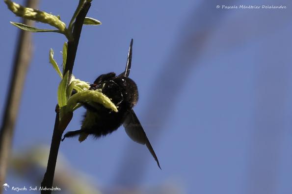 Xylocope ou Abeille charpentière