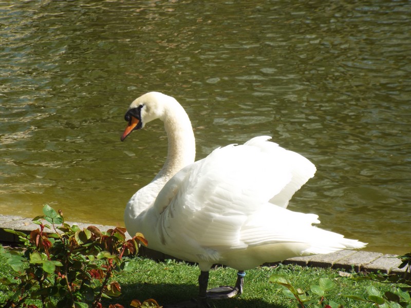 cygnes