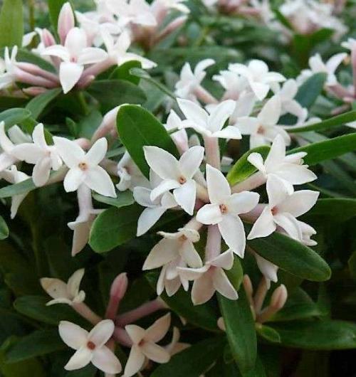 Fleur cultivée : Daphné
